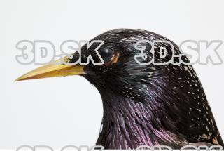 Starling-Sturnus vulgaris 0015